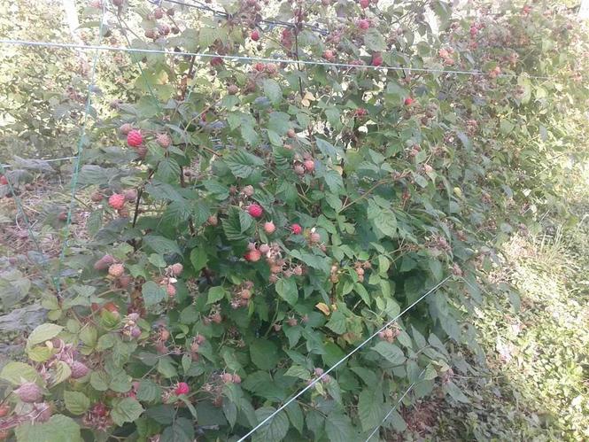 Berba maline
