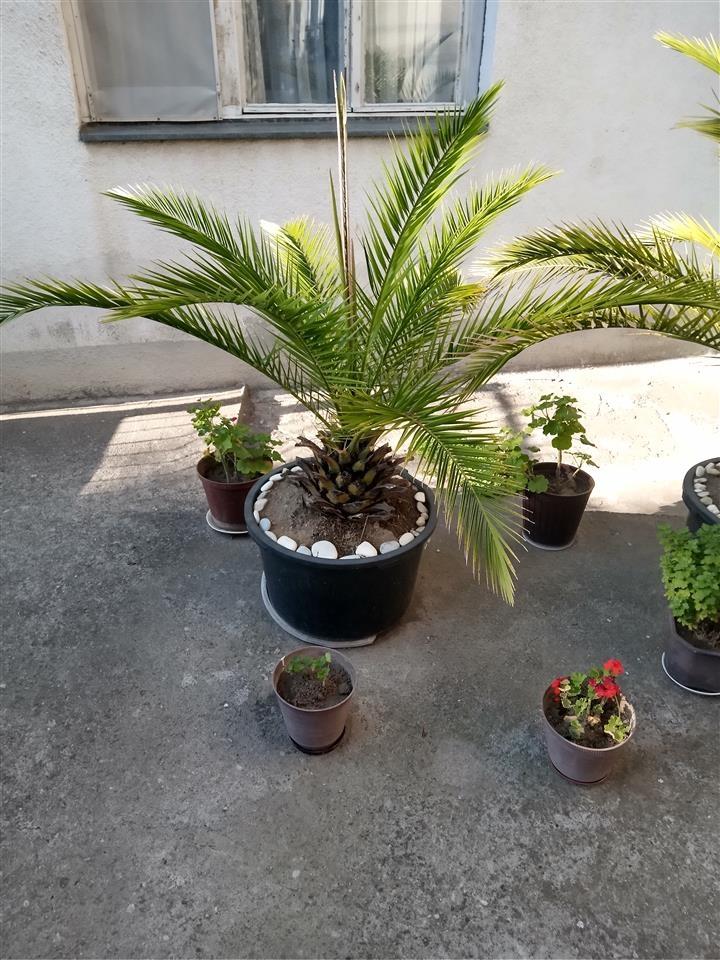 Palme---