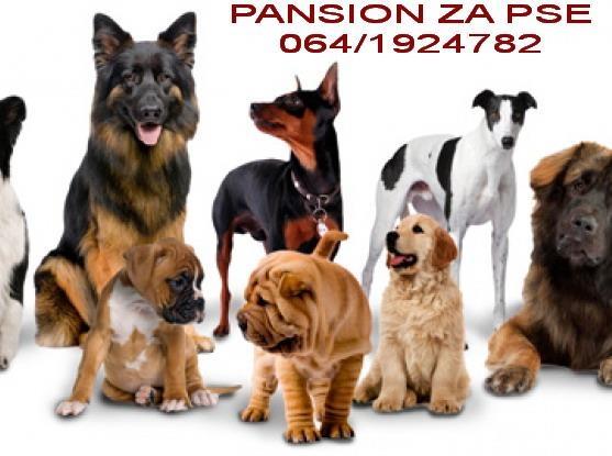 Pansion-za-pse-