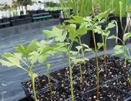 Gingko-biloba---2-sadnice