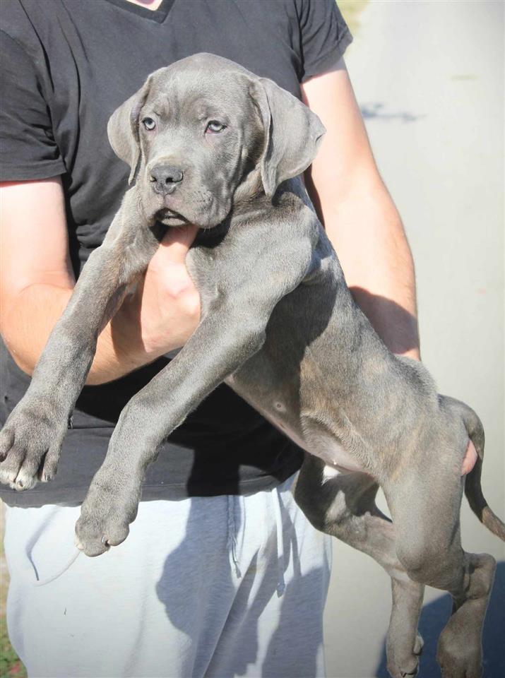 Cane-Corso-štenci-