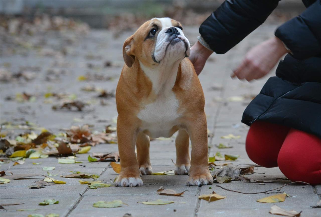 Engleski-buldog