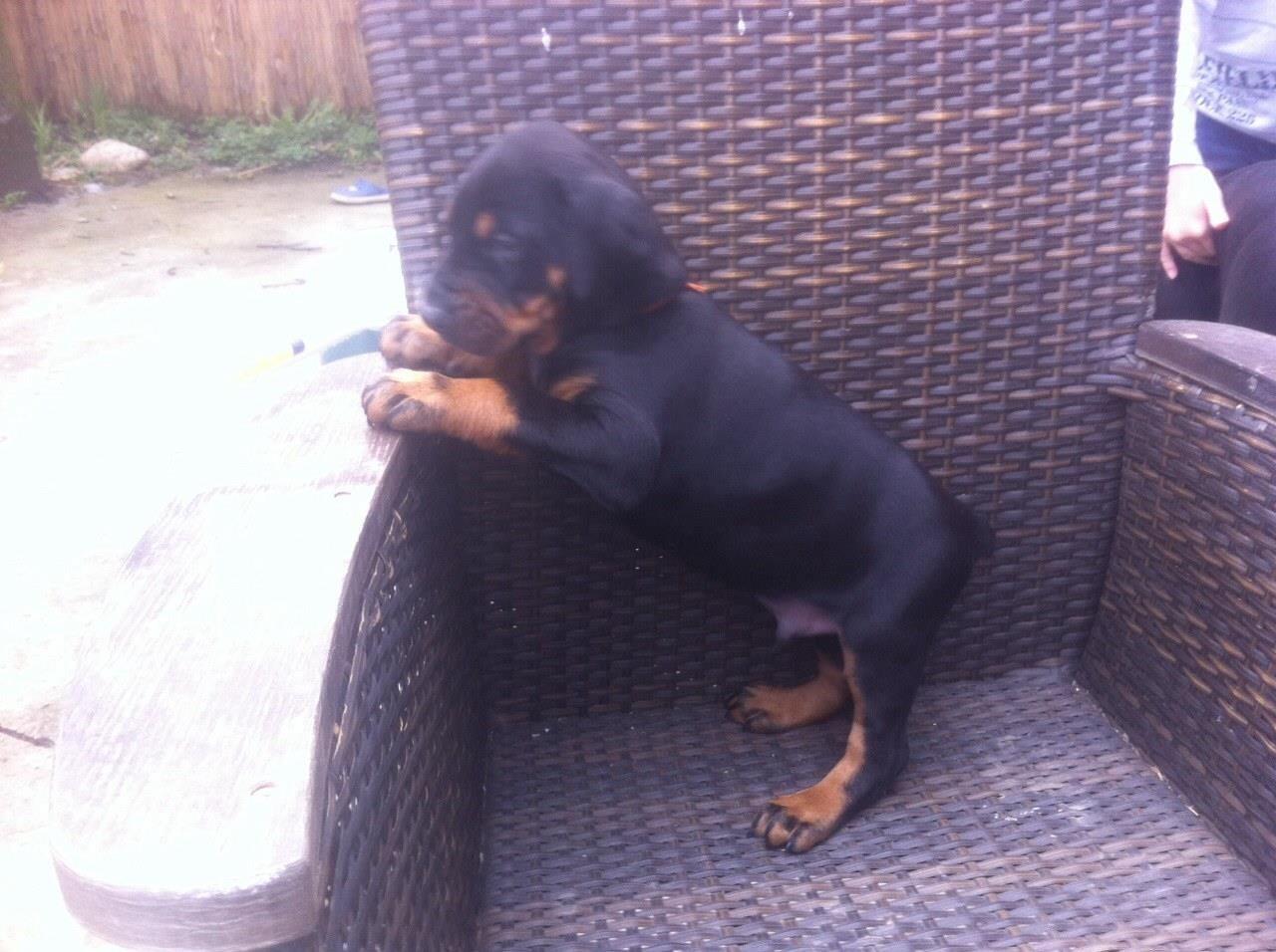 Doberman