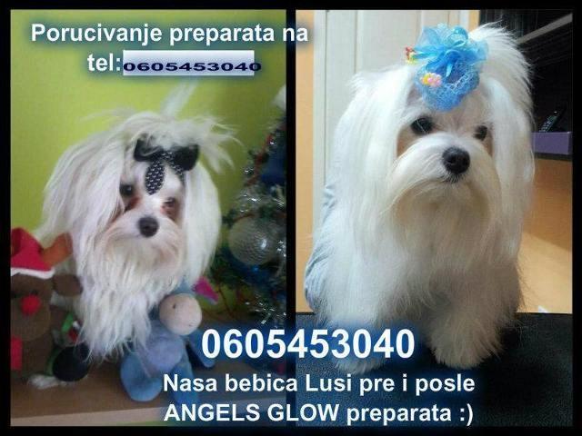 ANGELS-GLOW---za-pse-i-macke