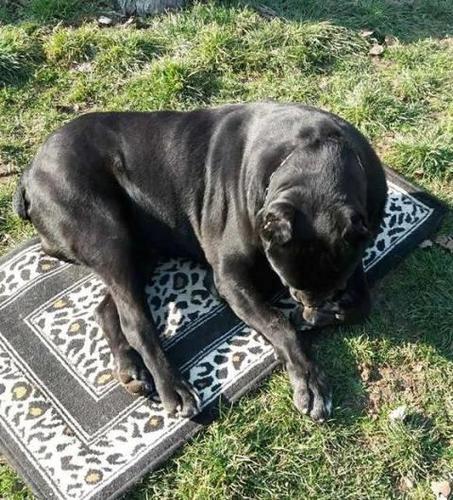 Cane Corso, stenci