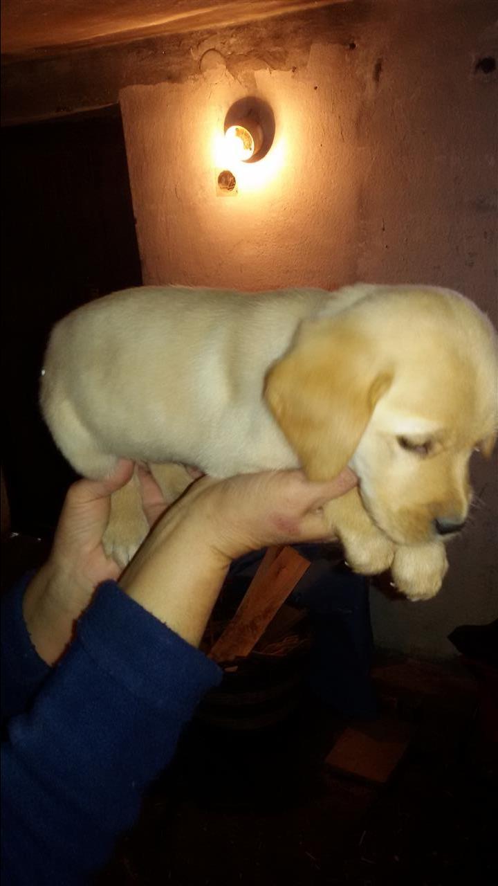 Stence-Labradora