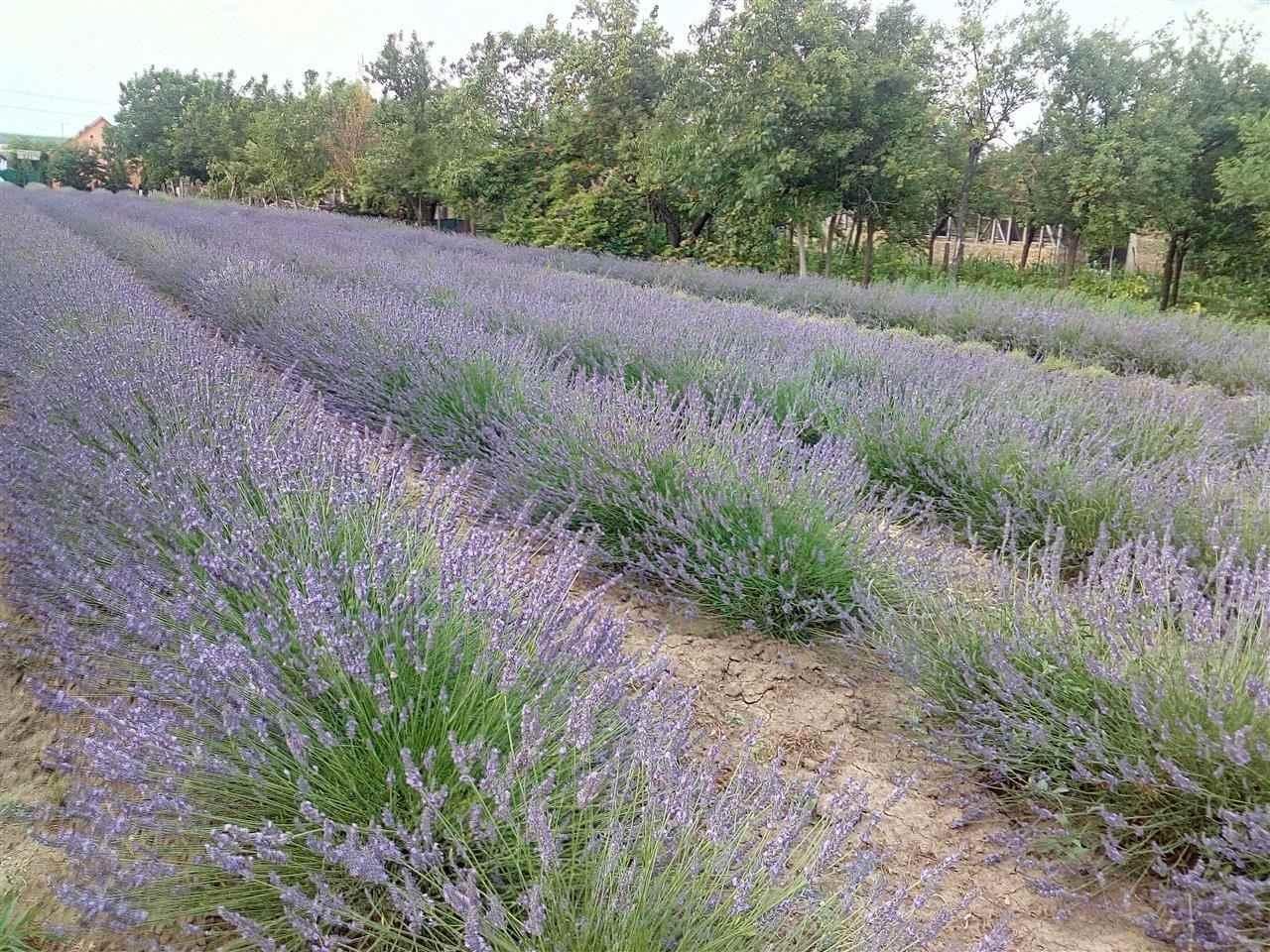 Lavanda---svezi-buketi