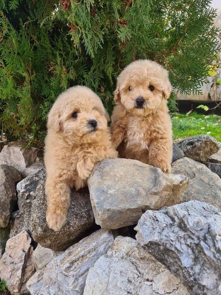 Maltipoo-štenci-