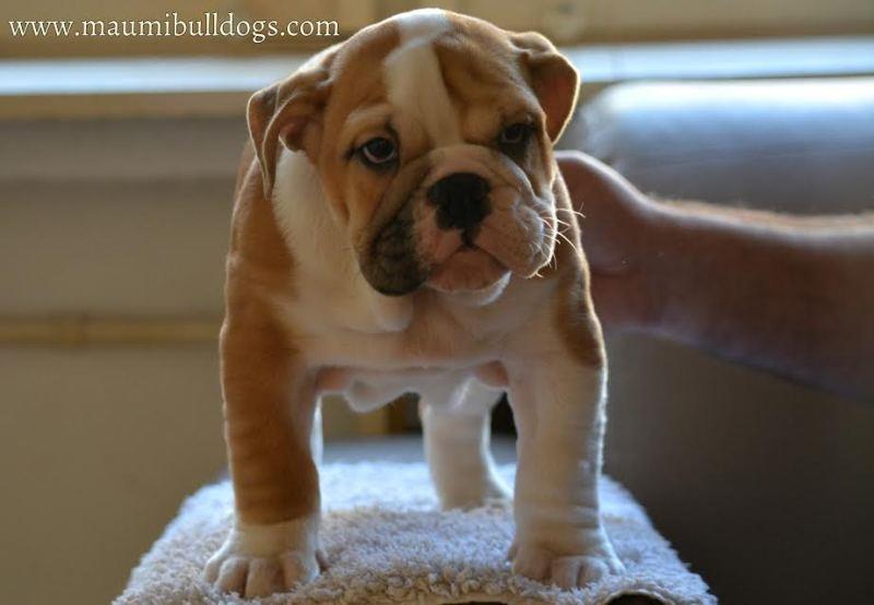 Engleski-Buldog-