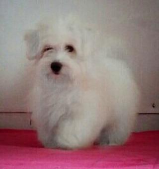 Cotton de Tulear