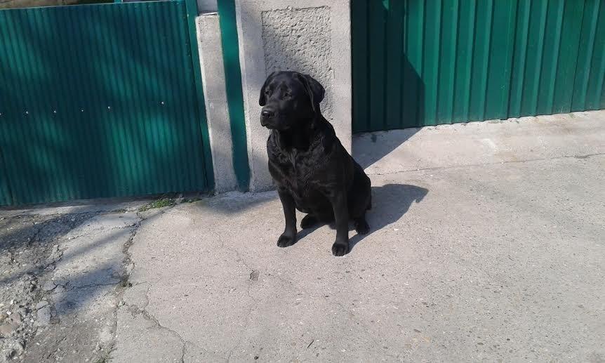 Labrador-štenci-