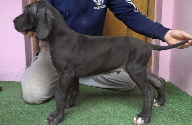 Nemacka-Doga