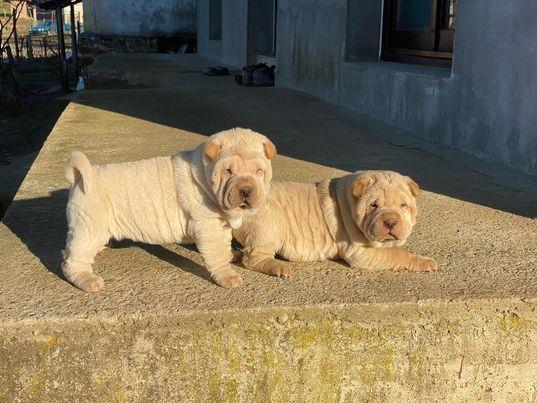 Shar-Pei-stenci