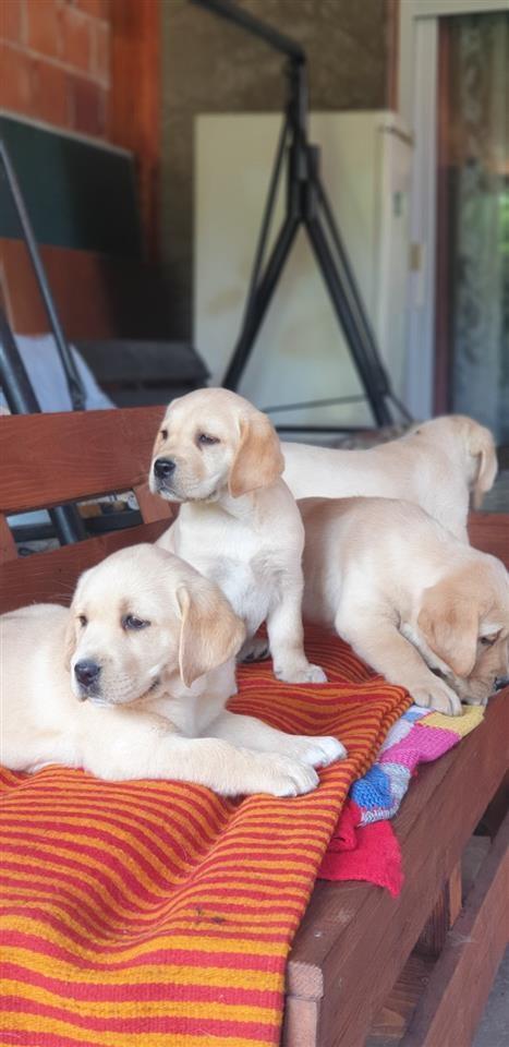 Labrador-retriver-stenci-