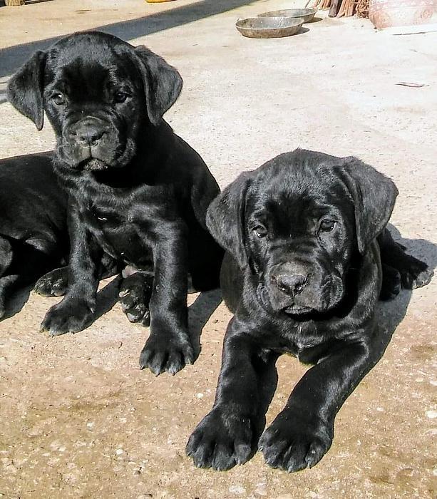 Cane-Corso-štenci