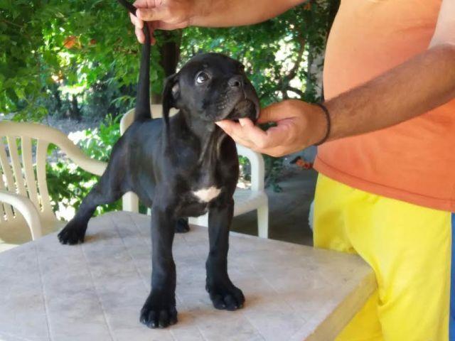 -Stenci-Cane-Corso--