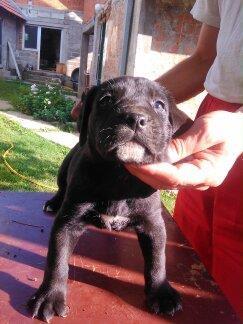 Cane-corso-štenci