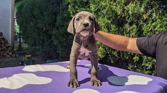 Cane-corso-stenci-sive-boje