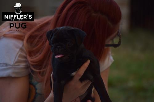 Mops-štenci