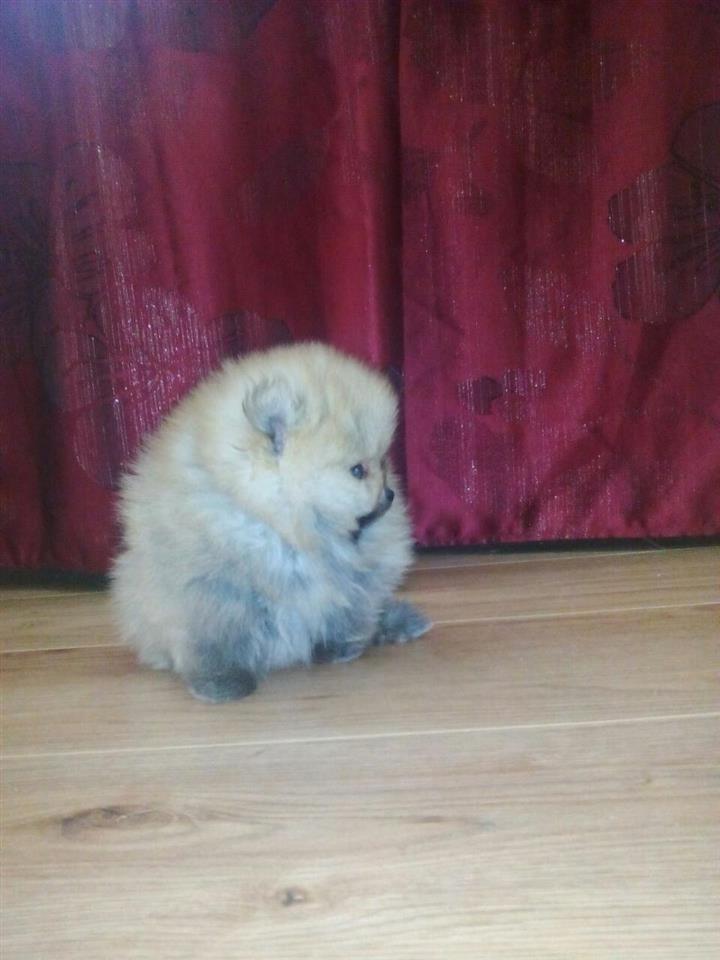 Pomeranski-špic---Boo-štenci