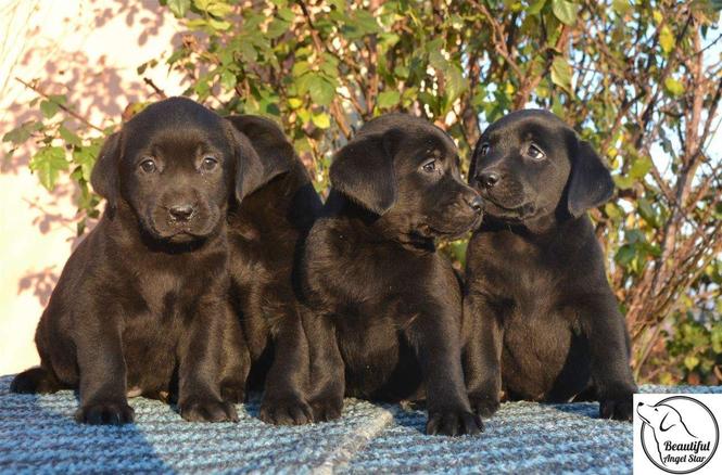 Stenci Labrador Retrivera