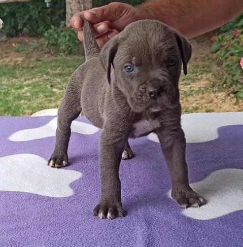 Cane-corso-sivi-stenci