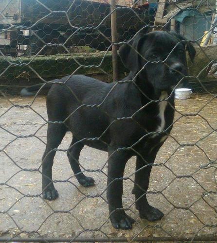 Cane Corso, štenad