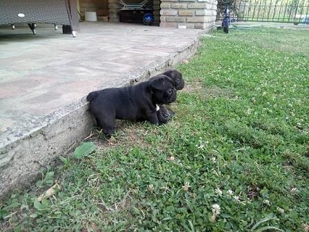 Francuski-buldog-štenci