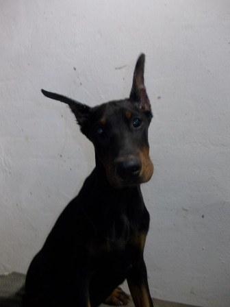 DOBERMAN – stenci 