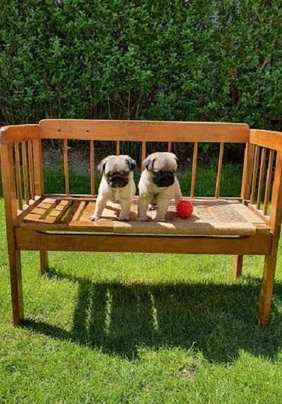 Mops-štenci-ponuda---2-mužjaka-