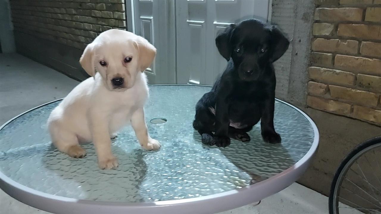 Labrador-stenci