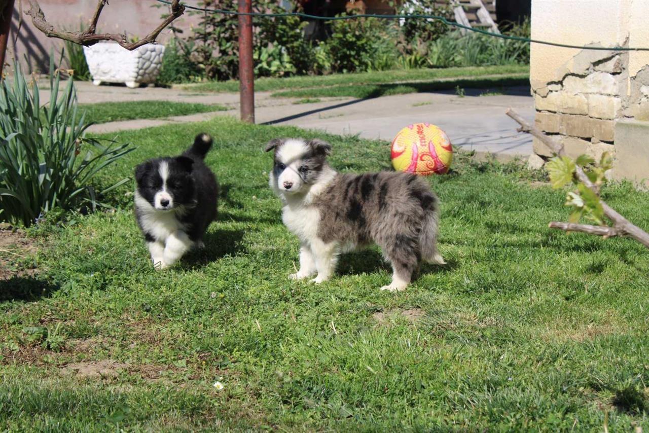Štenci-Border-Collie