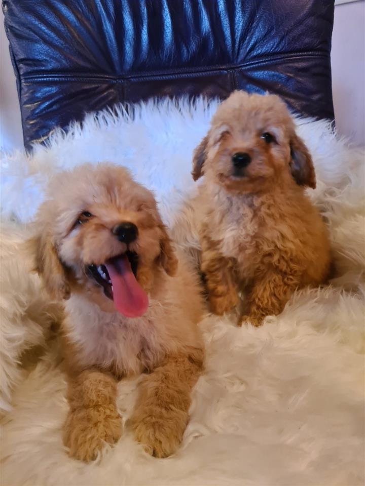 Labradoodle-štenci
