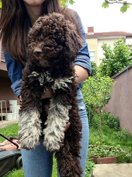 Lagotto-romanjolo-