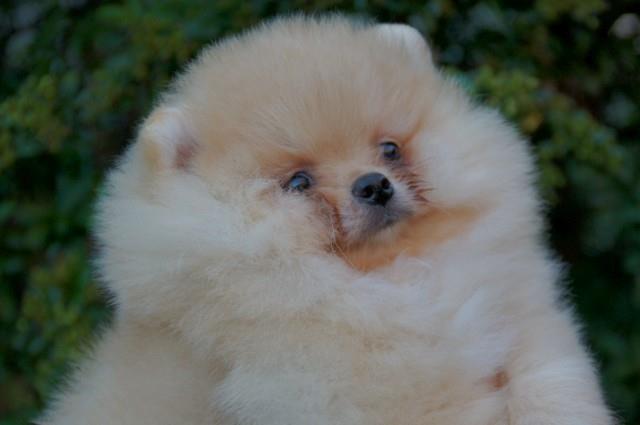 Pomeranski-špic---Boo-štenci
