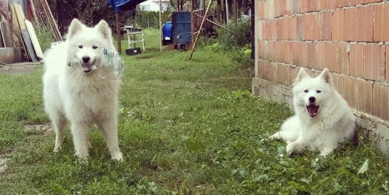 Sibirski-samojed-štenci