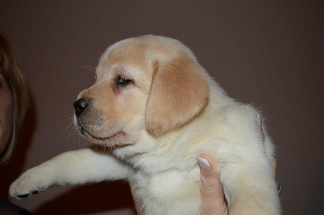 Labrador-retriver-stenci