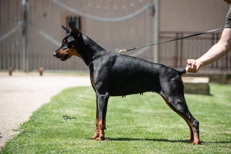 Doberman-ženka