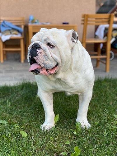 Engleski-buldog
