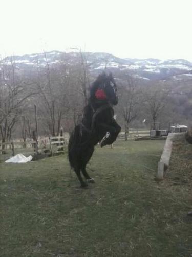 Konj