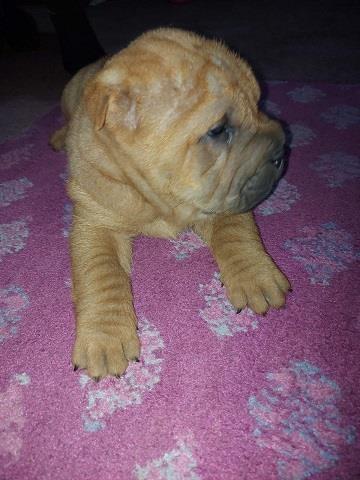 Shar-pei---šar-pej-štenci