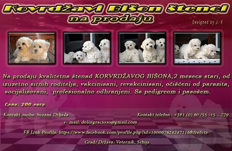 Kovrdžavi-Bišon-štenad-