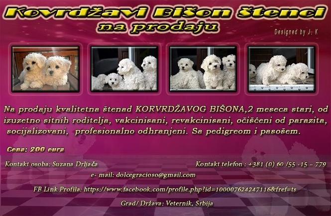 Kovrdžavi Bišon štenad 
