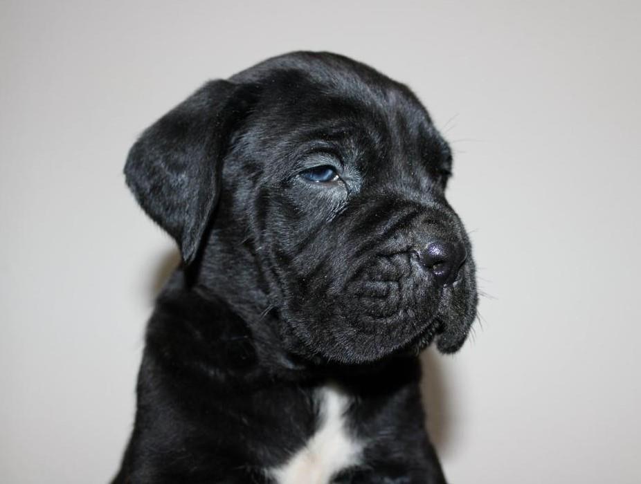 KANE-KORSO-CANE-CORSO