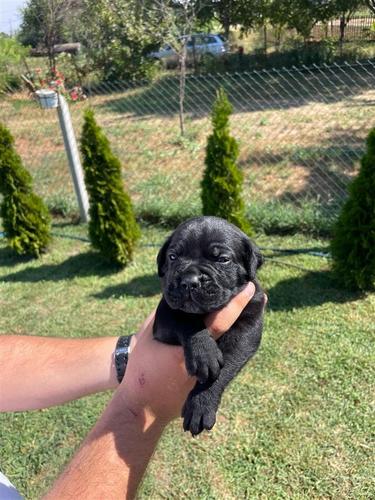CANE CORSO ŠTENCI NA PRODAJU