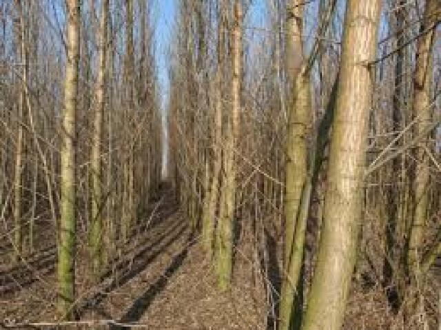 Energetska-vrba