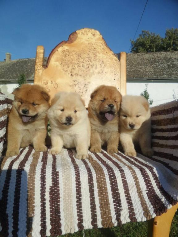 Chow-chow-cau-cau-stenad