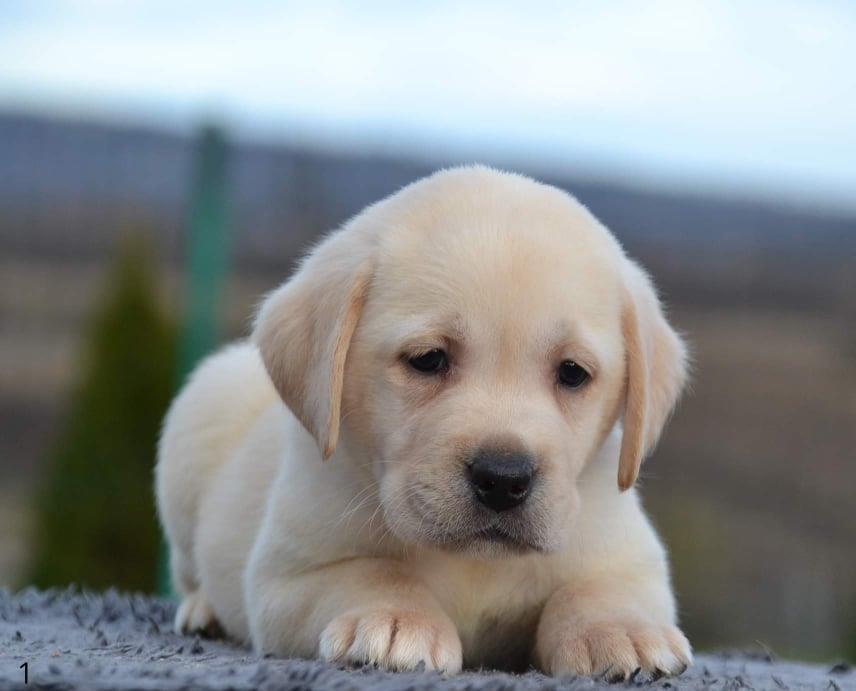 LABRADOR-retriver--prelepi-stenci--