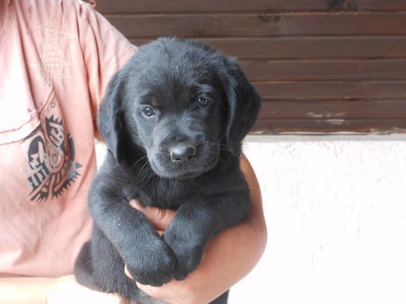 Labrador-retriver-stenad