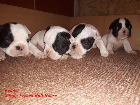 Francuski buldog stenci 